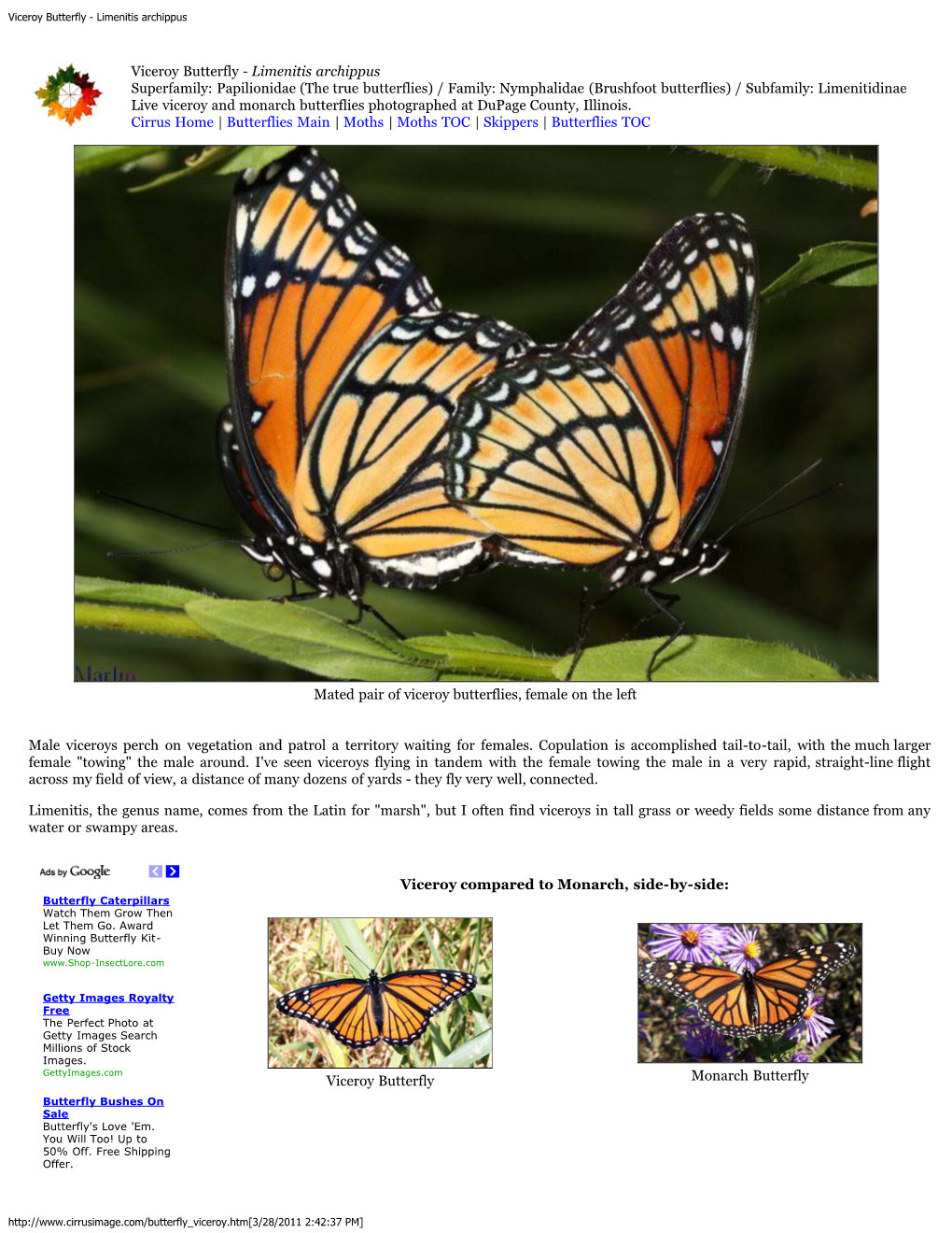 Viceroy Butterfly - Limenitis Archippus
