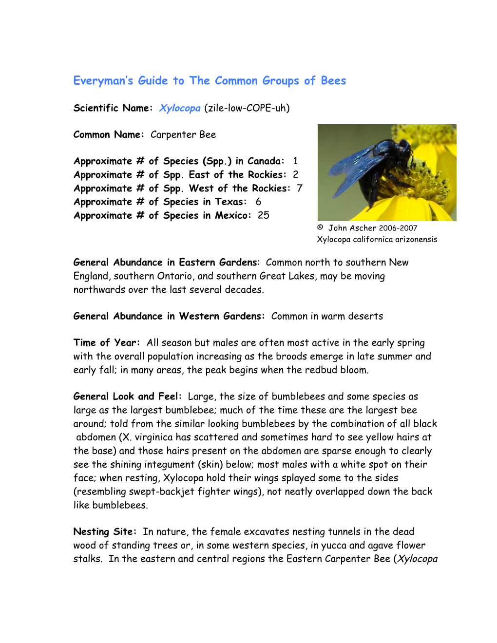 Everyone's Guide to Carpenter Bees