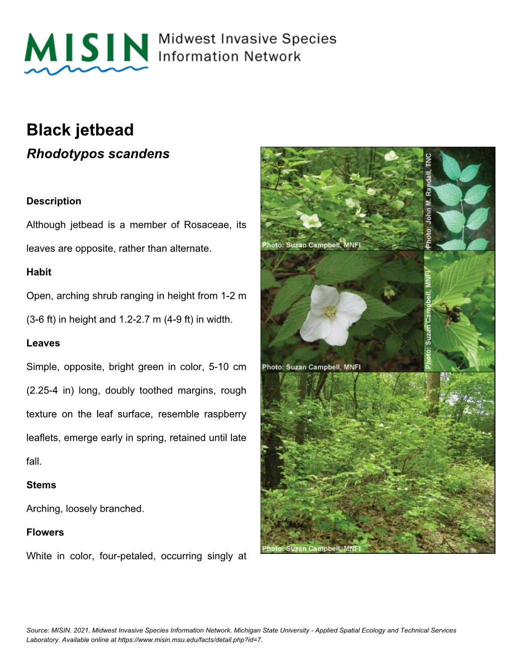 Black Jetbead Rhodotypos Scandens