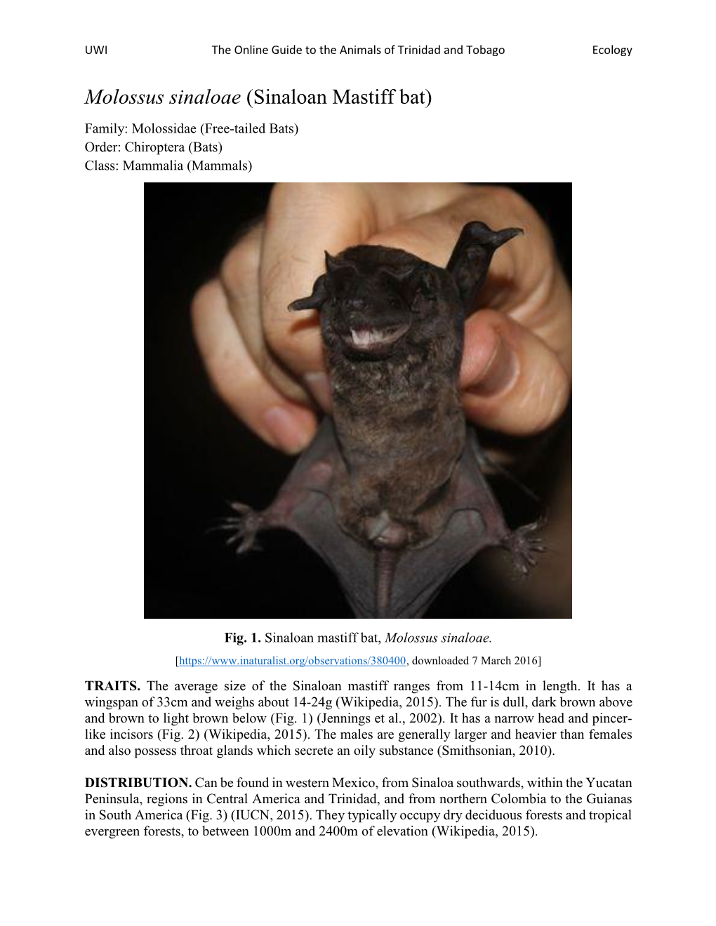 Molossus Sinaloae (Sinaloan Mastiff Bat) Family: Molossidae (Free-Tailed Bats) Order: Chiroptera (Bats) Class: Mammalia (Mammals)
