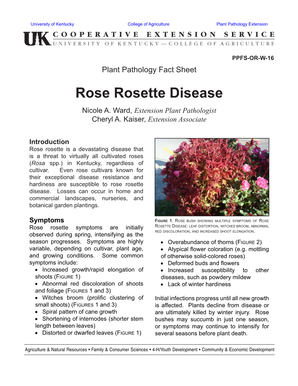Rose Rosette Disease Nicole A