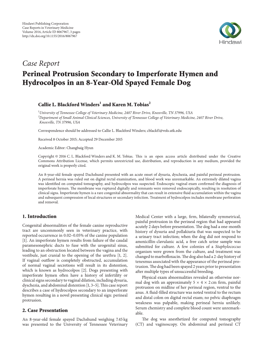 Perineal Protrusion Secondary to Imperforate Hymen and Hydrocolpos in an 8-Year-Old Spayed Female Dog