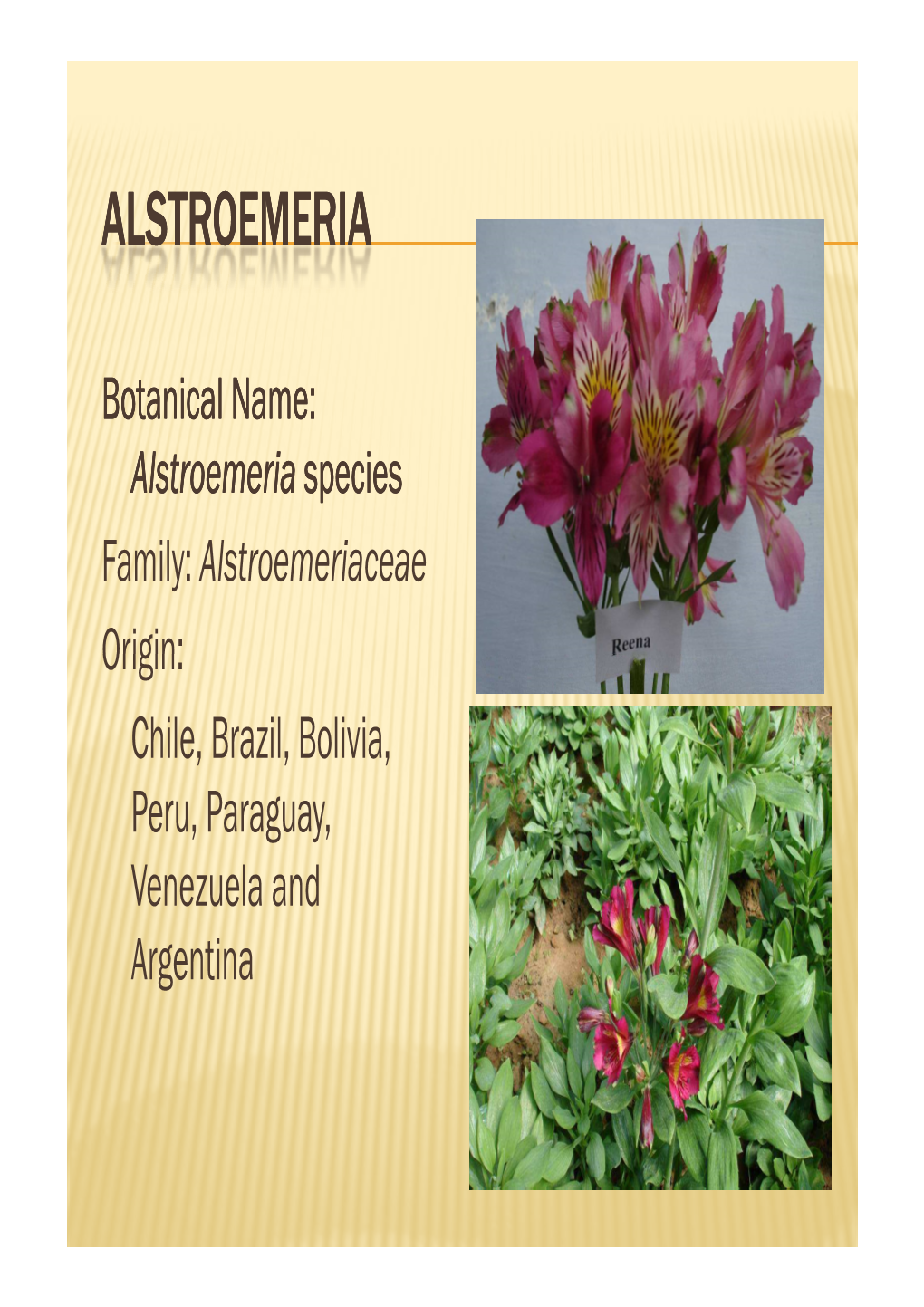 Alstroemeria