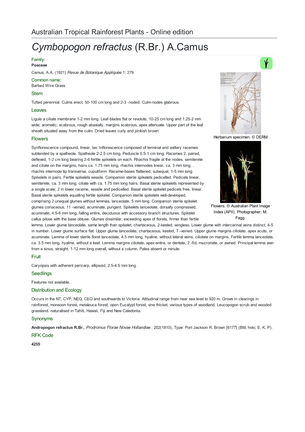 Cymbopogon Refractus (R.Br.) A.Camus Family: Poaceae Camus, A.A