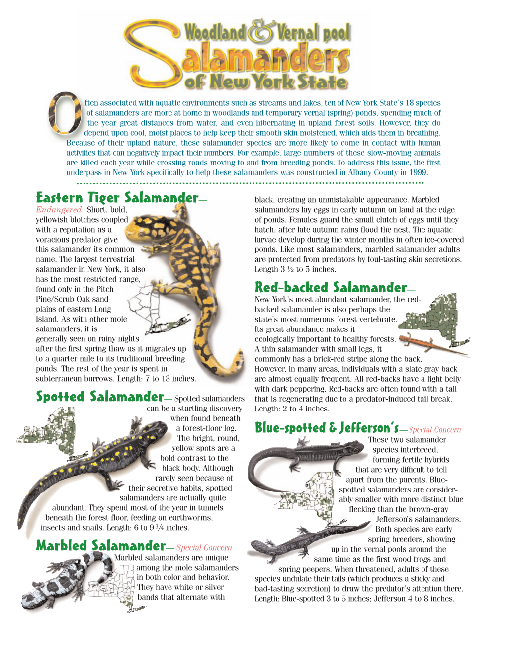 Woodland and Vernal Pool Salamanders of NY Part 2- Conservationist Centerfold