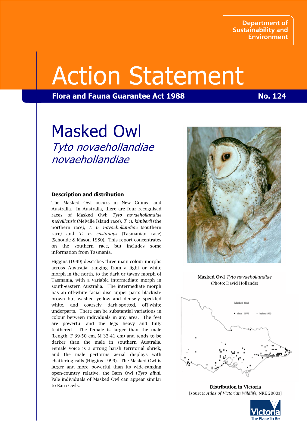 Masked Owl Tyto Novaehollandiae Novaehollandiae
