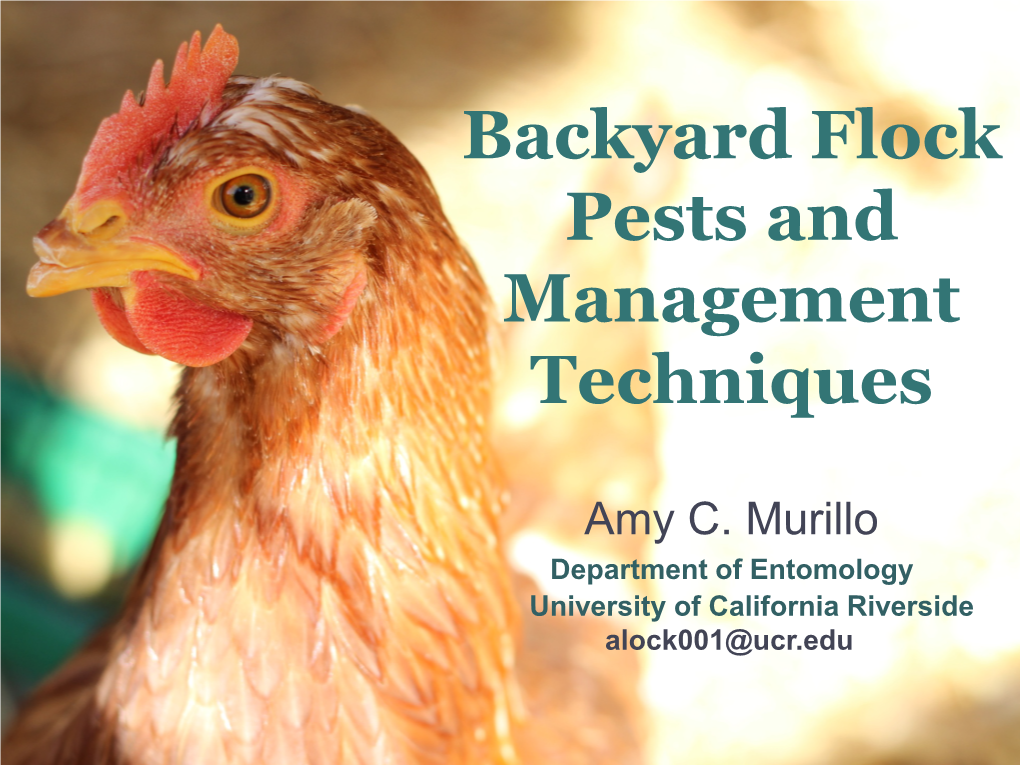 Backyard Flock Pests and Management Techniques