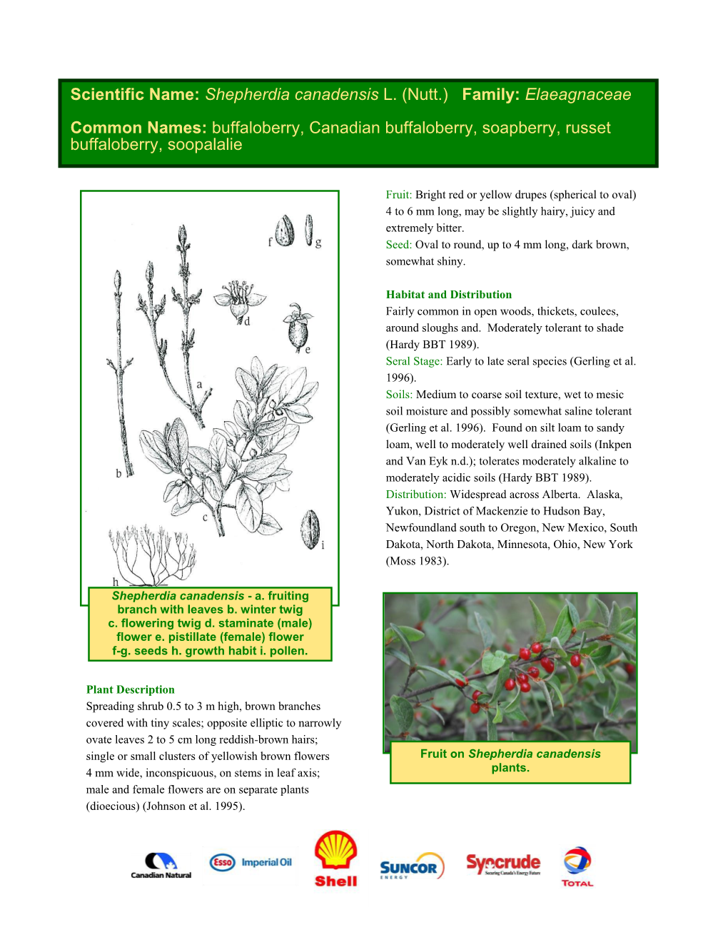 Scientific Name: Shepherdia Canadensis L. (Nutt.) Family: Elaeagnaceae