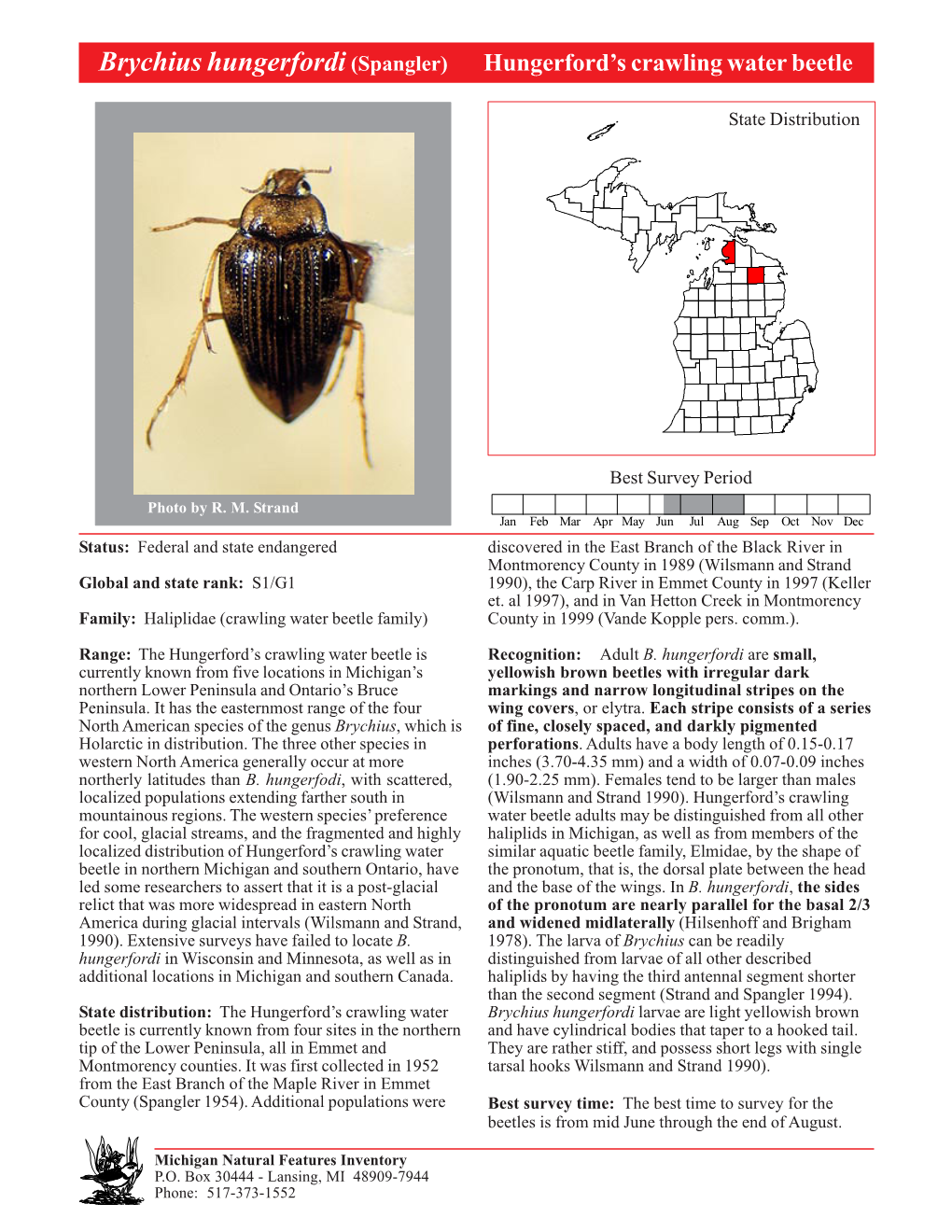 Brychius Hungerfordi (Spangler) Hungerford’S Crawling Water Beetle