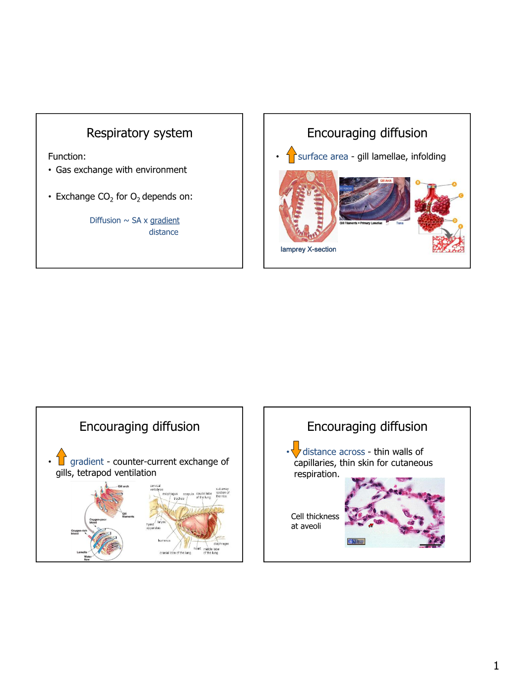 Respiratory System Encouraging Diffusion