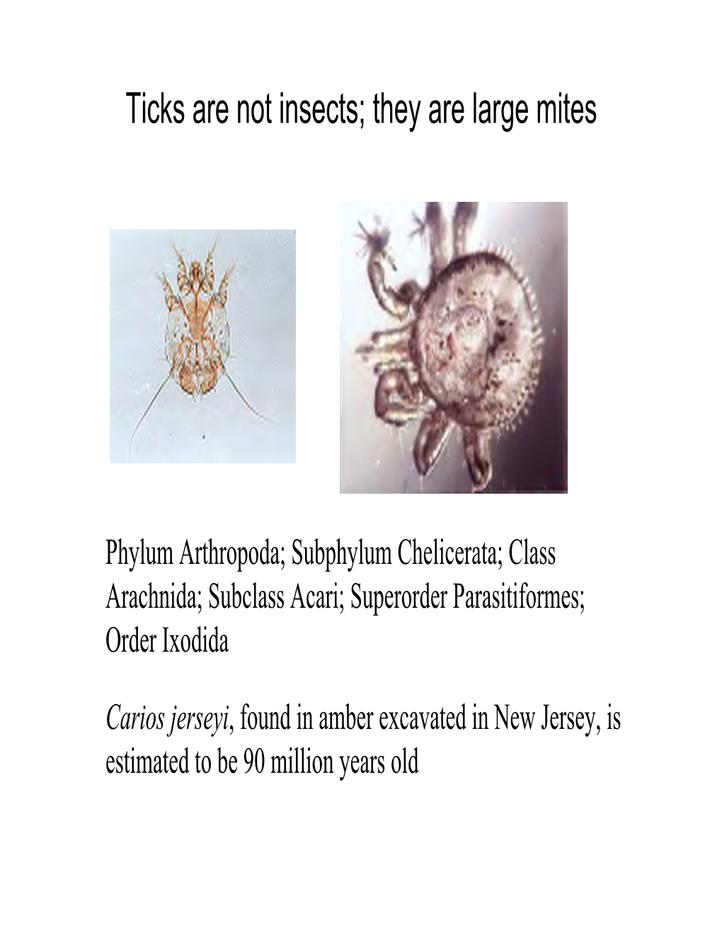 Ticks Are Not Insects; They Are Large Mites