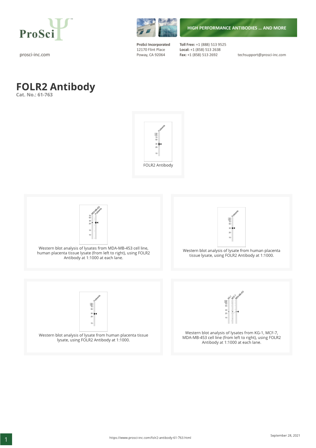 FOLR2 Antibody Cat