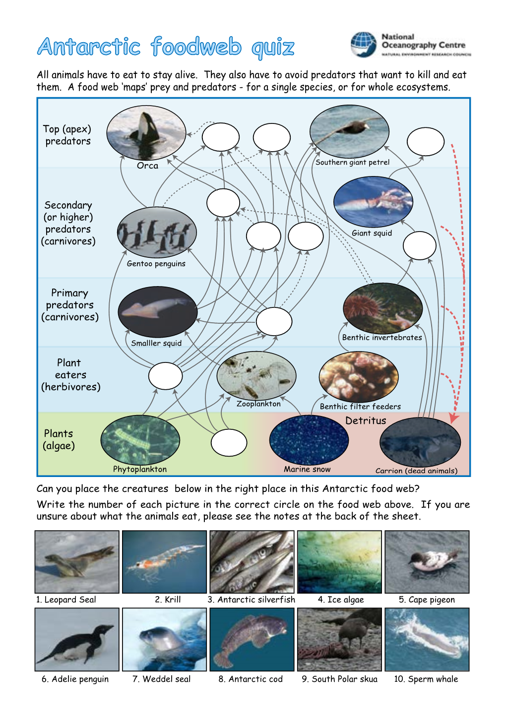 Antarctic Foodweb Quiz All Animals Have to Eat to Stay Alive