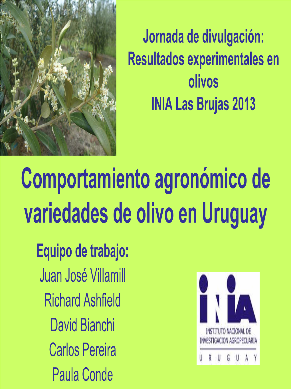 Comportamiento Agronómico De Variedades De Olivo En Uruguay