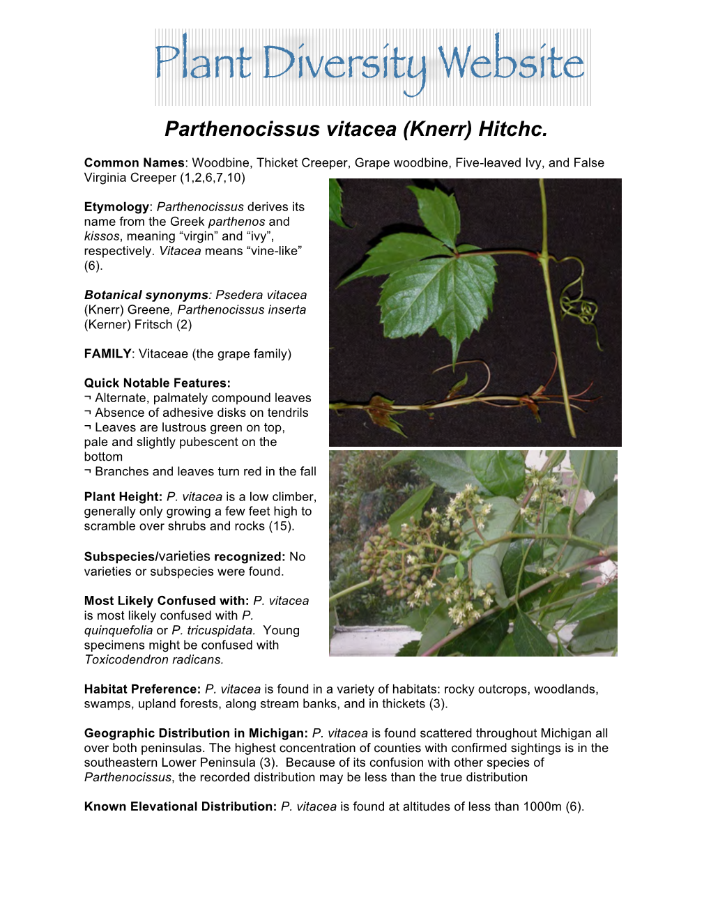 Parthenocissus Vitacea (Knerr) Hitchc