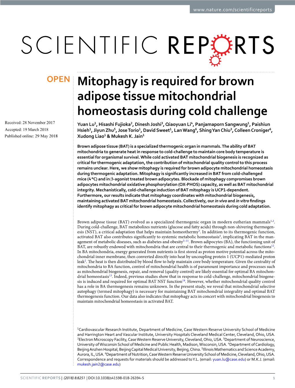 Mitophagy Is Required for Brown Adipose Tissue Mitochondrial
