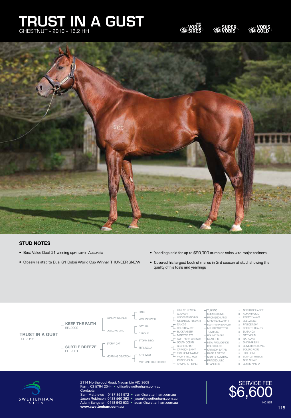 Stallion Brochure