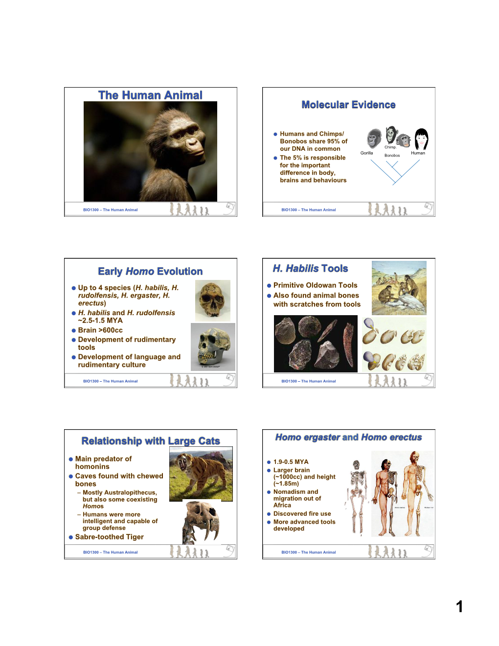 BIO1300 Human Evolution Pt2 New Banner Template