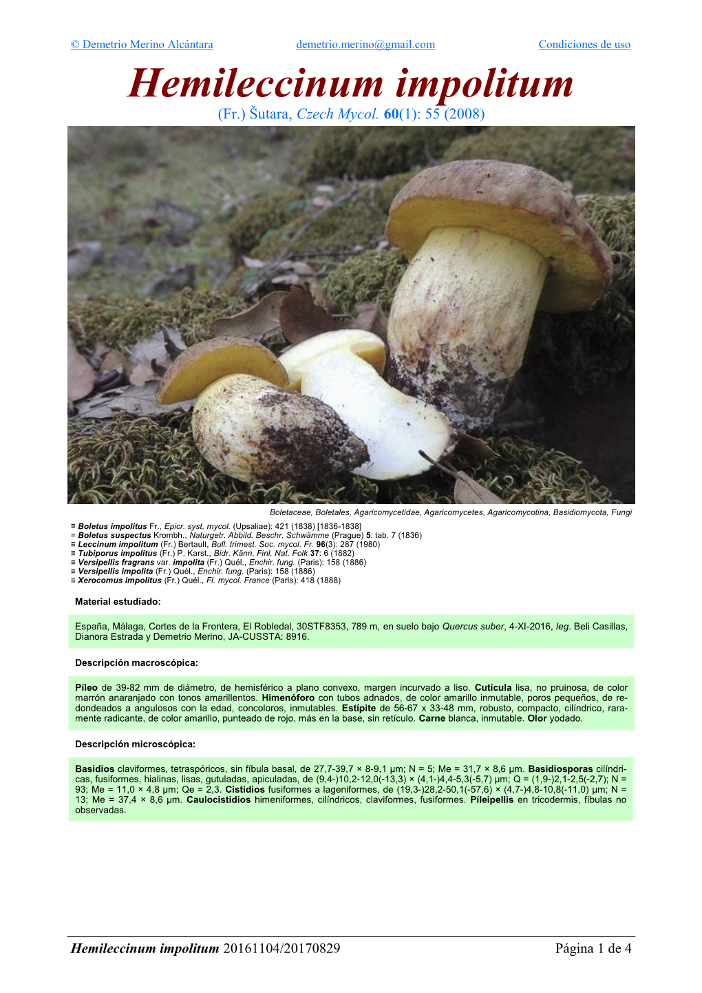 Hemileccinum Impolitum Hemileccinum