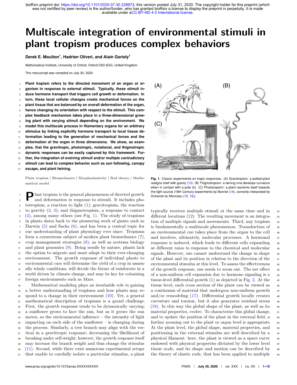 Multiscale Integration of Environmental Stimuli in Plant Tropism Produces Complex Behaviors