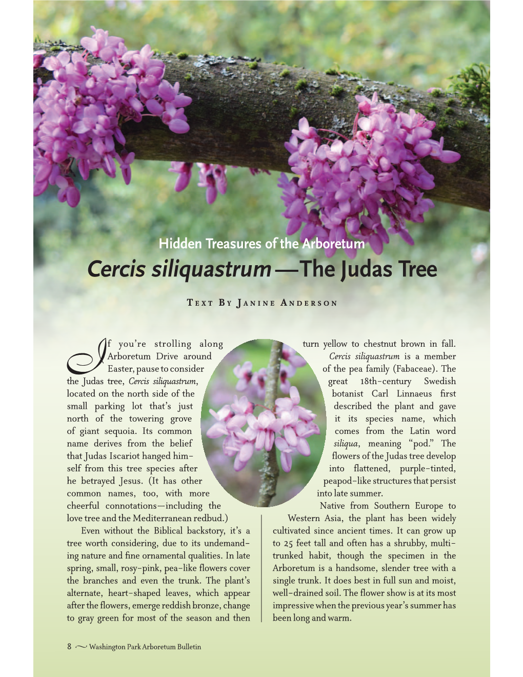 Cercis Siliquastrum —The Judas Tree