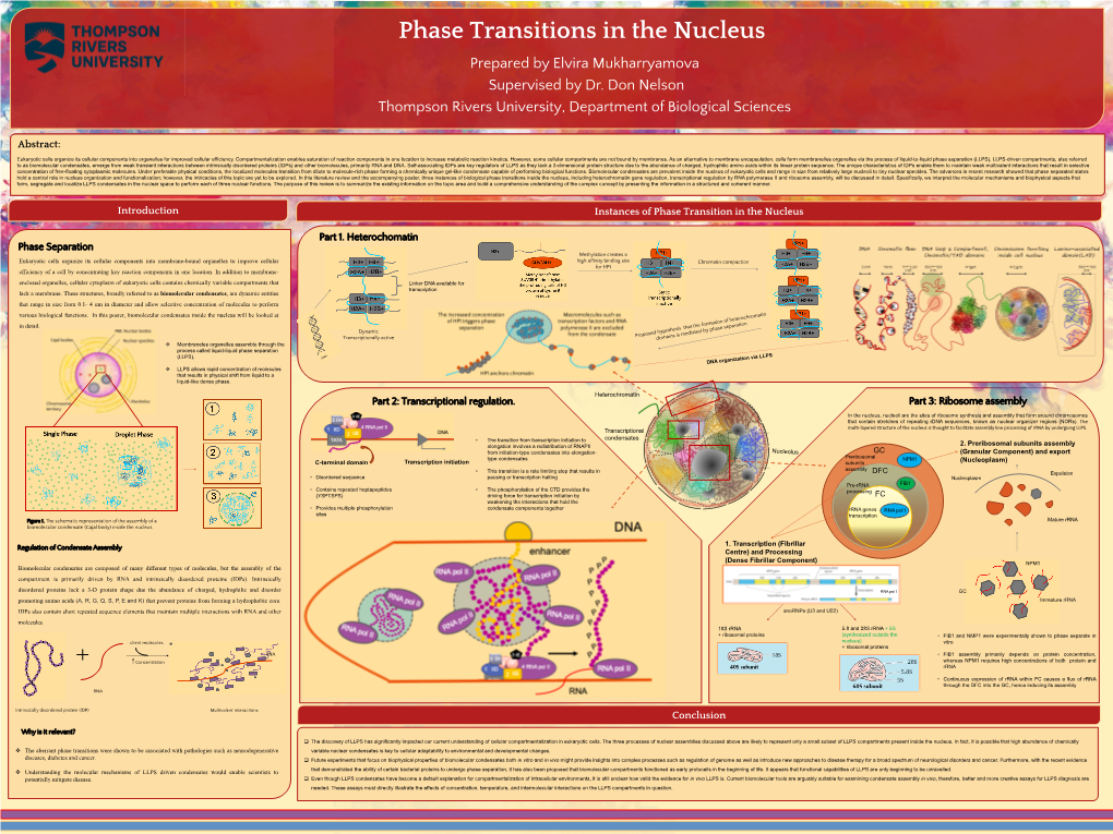 Phase Transitions in the Nucleus Prepared by Elvira Mukharryamova Supervised by Dr