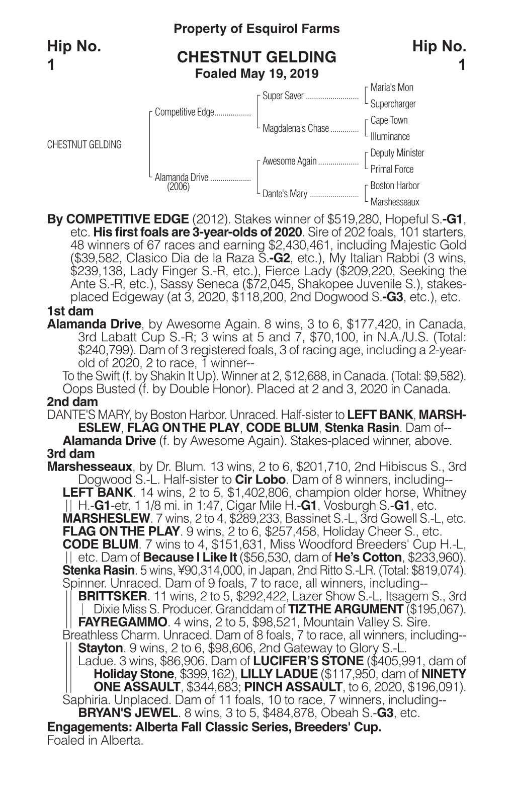 CHESTNUT GELDING Hip No. 1 Hip No. 1