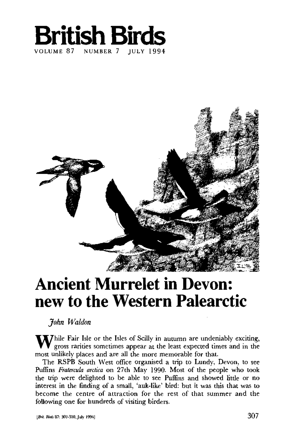 Ancient Murrelet in Devon: New to the Western Palearctic