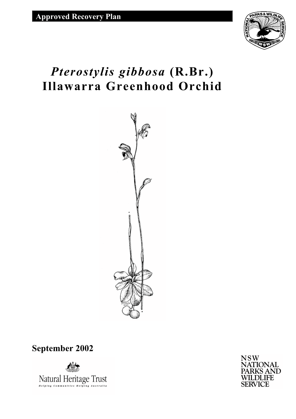 Pterostylis Gibbosa (R.Br.) Illawarra Greenhood Orchid