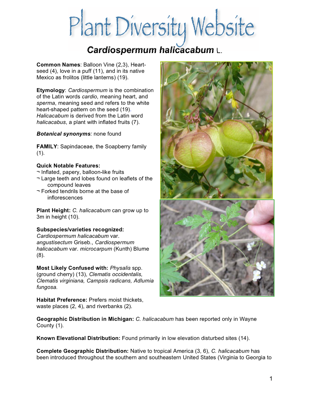 Cardiospermum Halicacabum L
