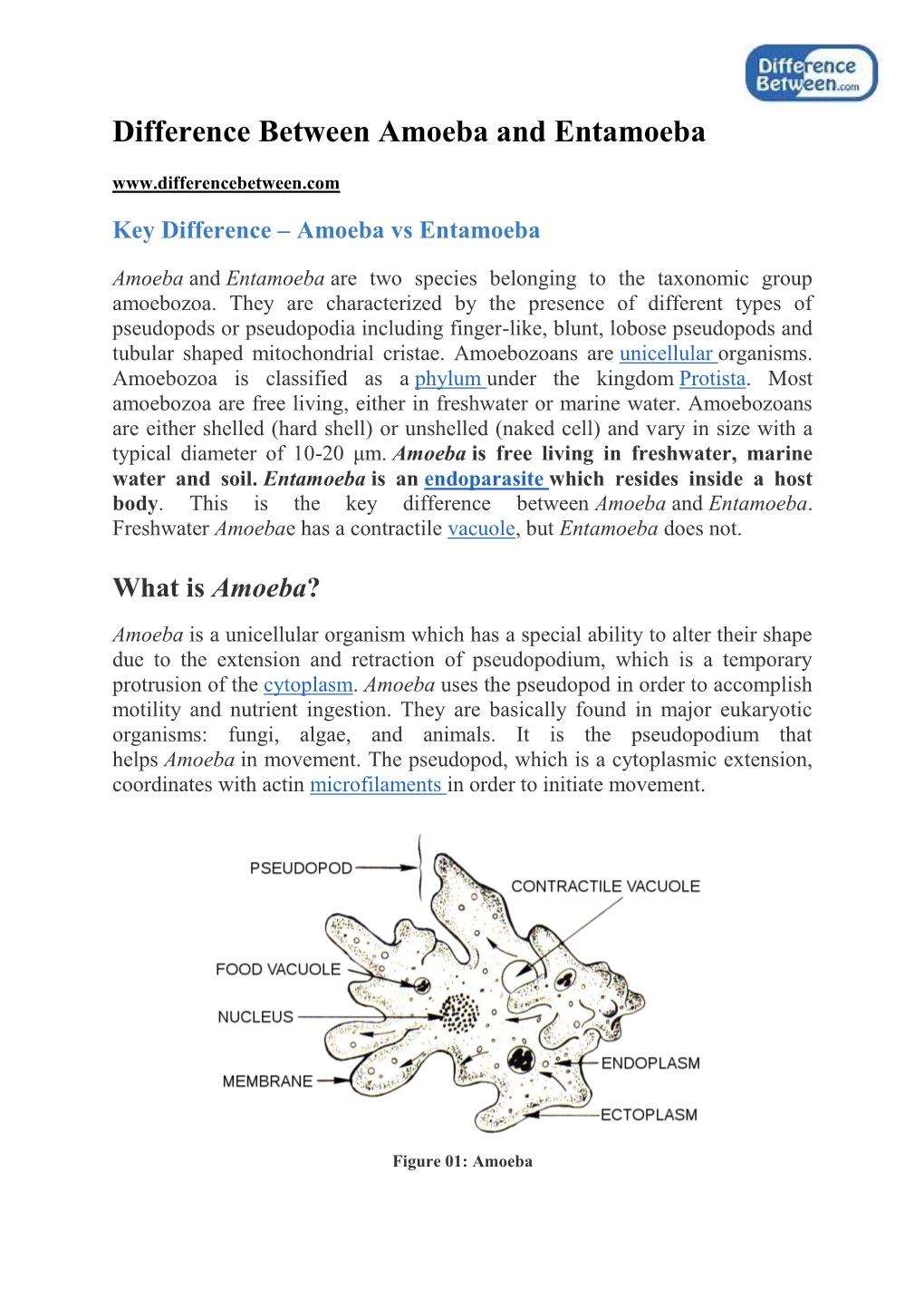 Difference Between Amoeba and Entamoeba