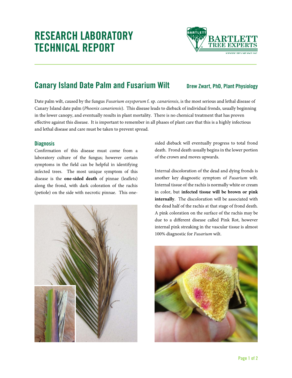 Canary Island Date Palm and Fusarium Wilt Drew Zwart, Phd, Plant Physiology