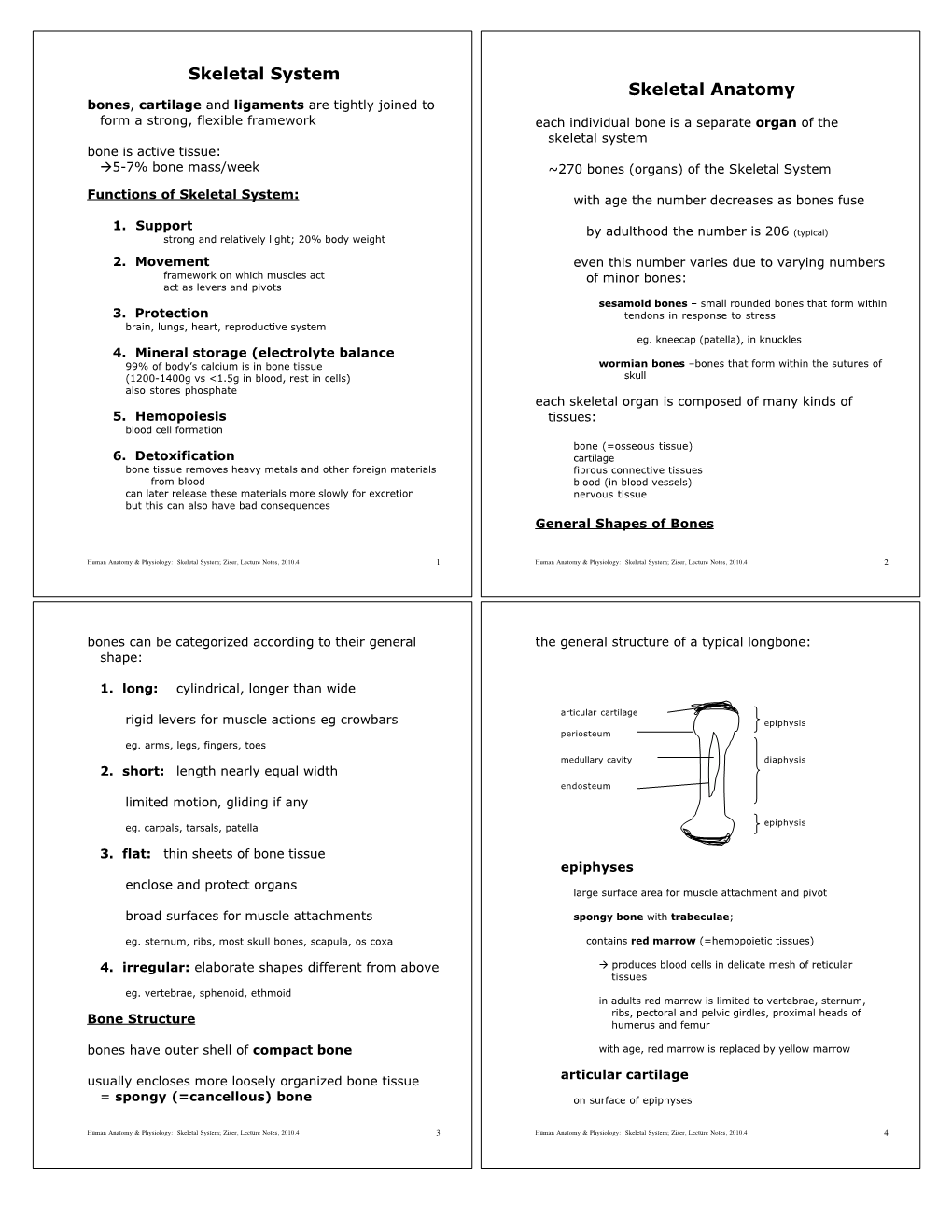 C.Skeletal System.Pdf