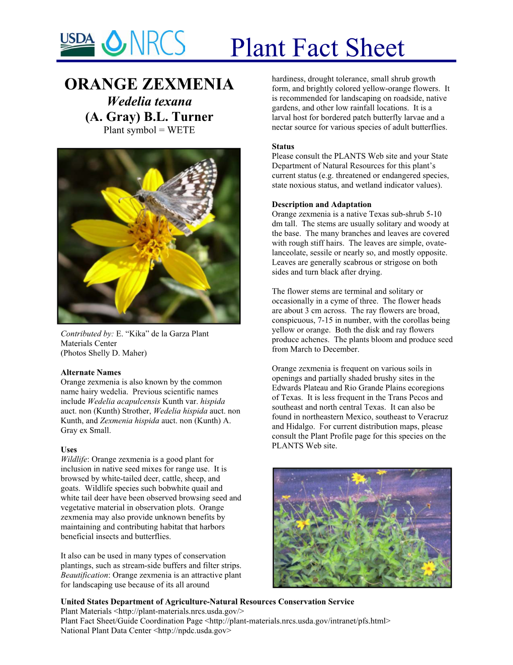 Orange Zexmenia Plant Fact Sheet