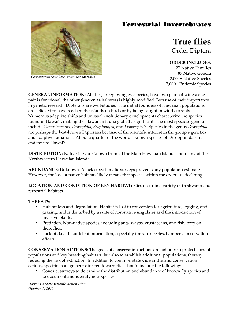 True Flies Order Diptera
