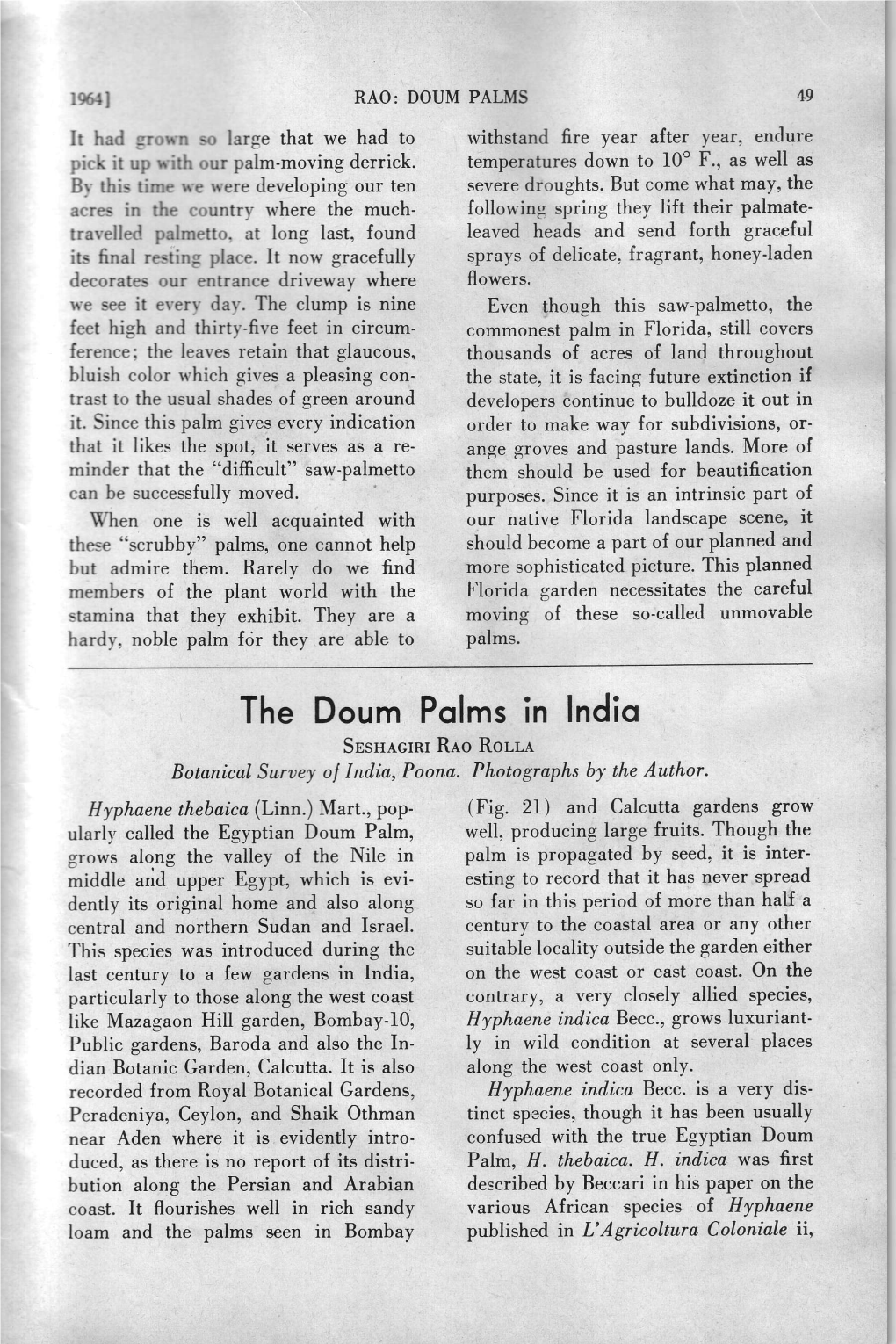 The Doum Pqlms in Indio