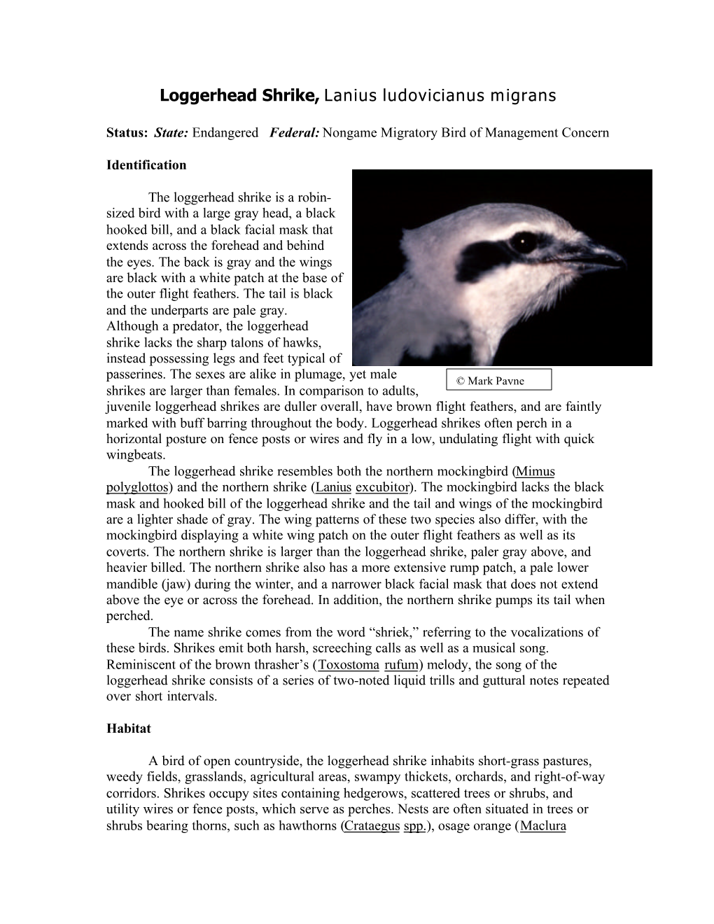 Loggerhead Shrike, Lanius Ludovicianus Migrans