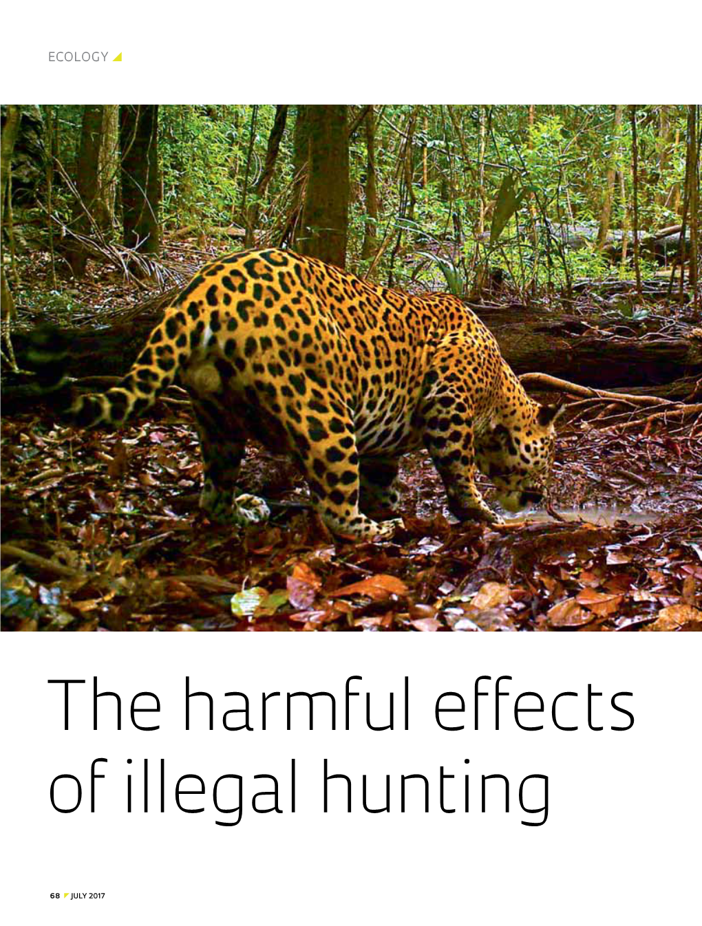 The Harmful Effects of Illegal Hunting