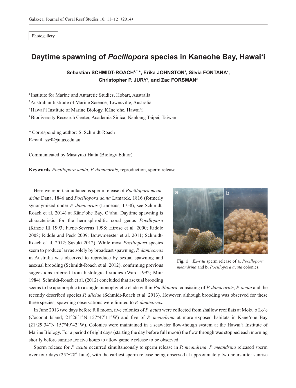 Daytime Spawning of Pocillopora Species in Kaneohe Bay, Hawai'i