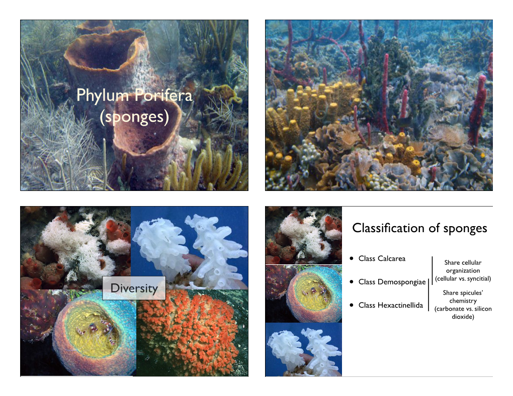 Phylum Porifera (Sponges)