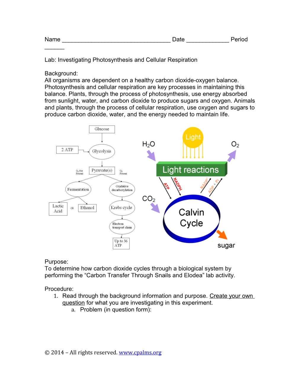 Lab: Investigating Photosynthesis and Cellular Respiration