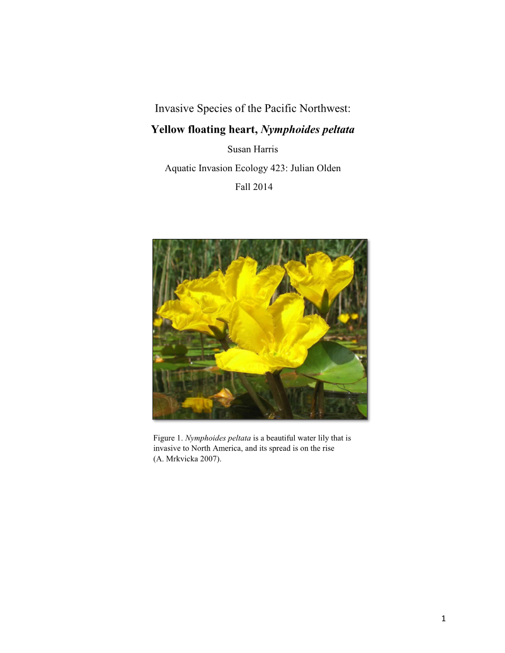 Invasive Species of the Pacific Northwest: Yellow Floating Heart, Nymphoides Peltata Susan Harris Aquatic Invasion Ecology 423: Julian Olden Fall 2014