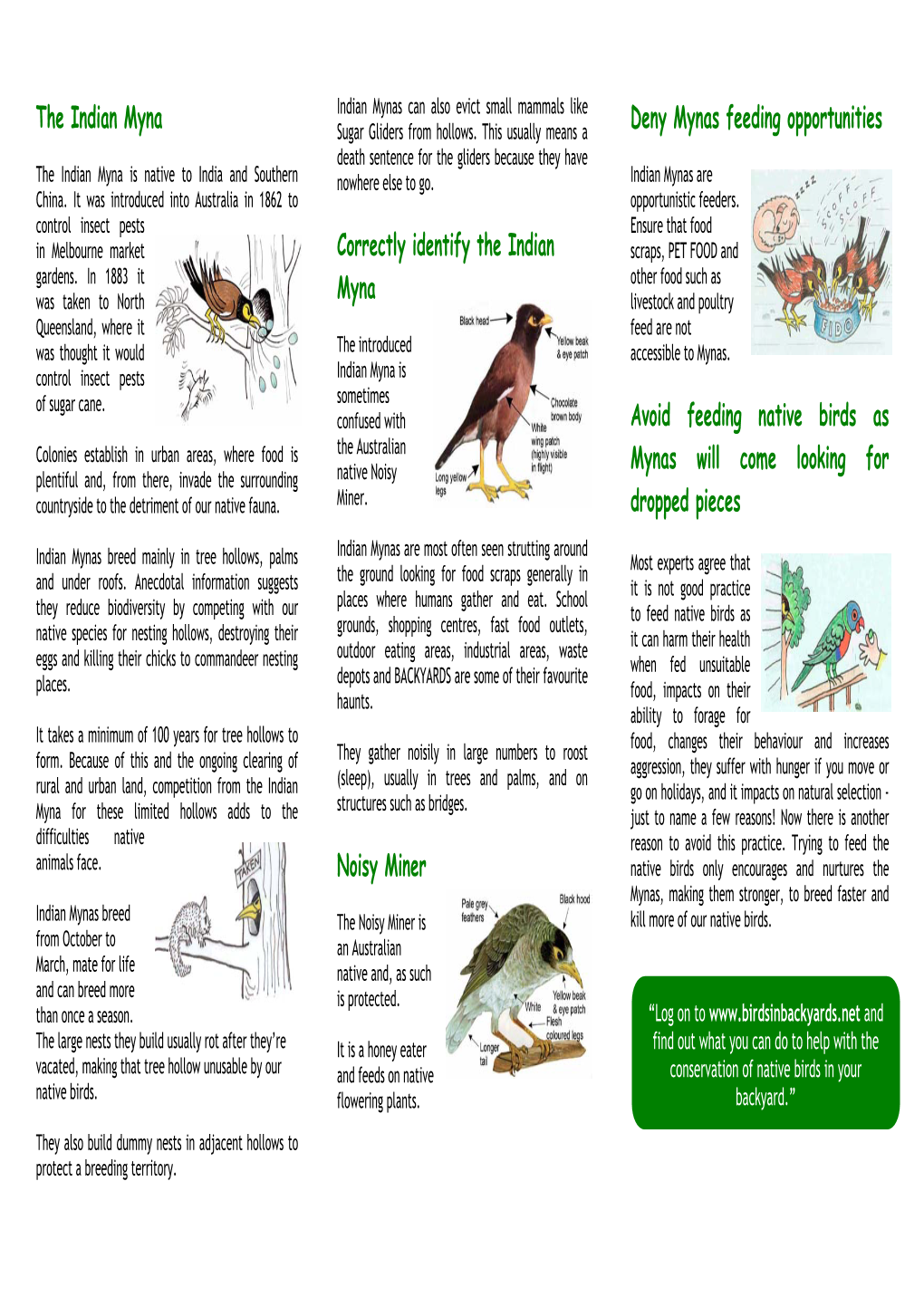 Indian Myna Bird Brochure
