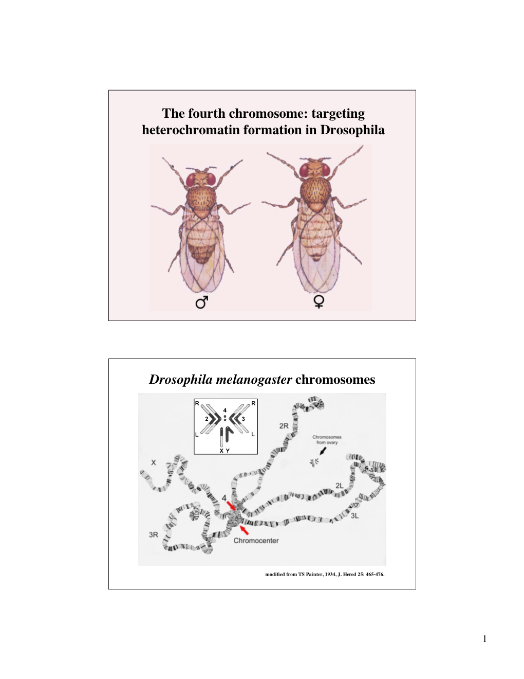 Targeting Heterochromatin Formation in Drosophila Drosophila Melanogaster Chromosomes