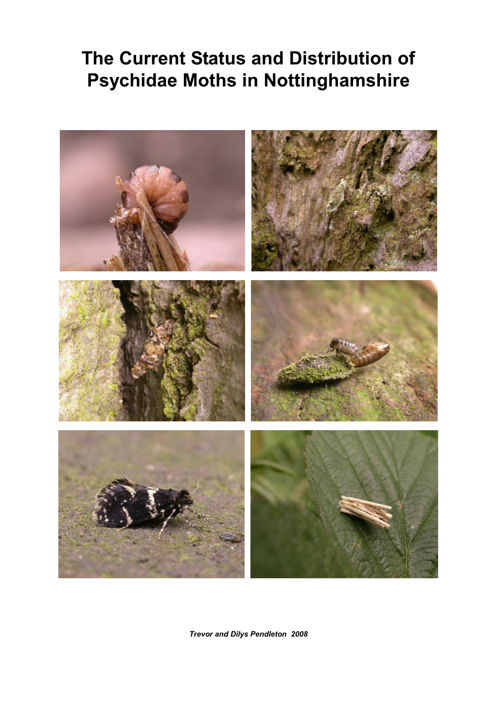 Nottinghamshire Psychidae Moths