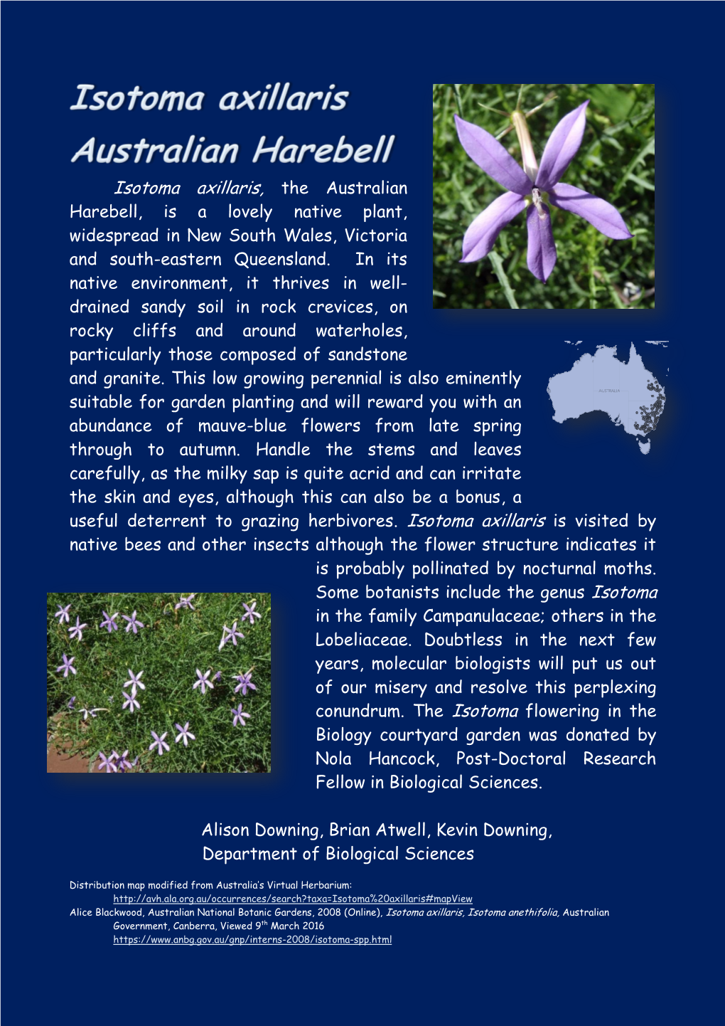 Isotoma Axillaris, the Australian Harebell, Is a Lovely Native Plant, Widespread in New South Wales, Victoria and South-Eastern Queensland