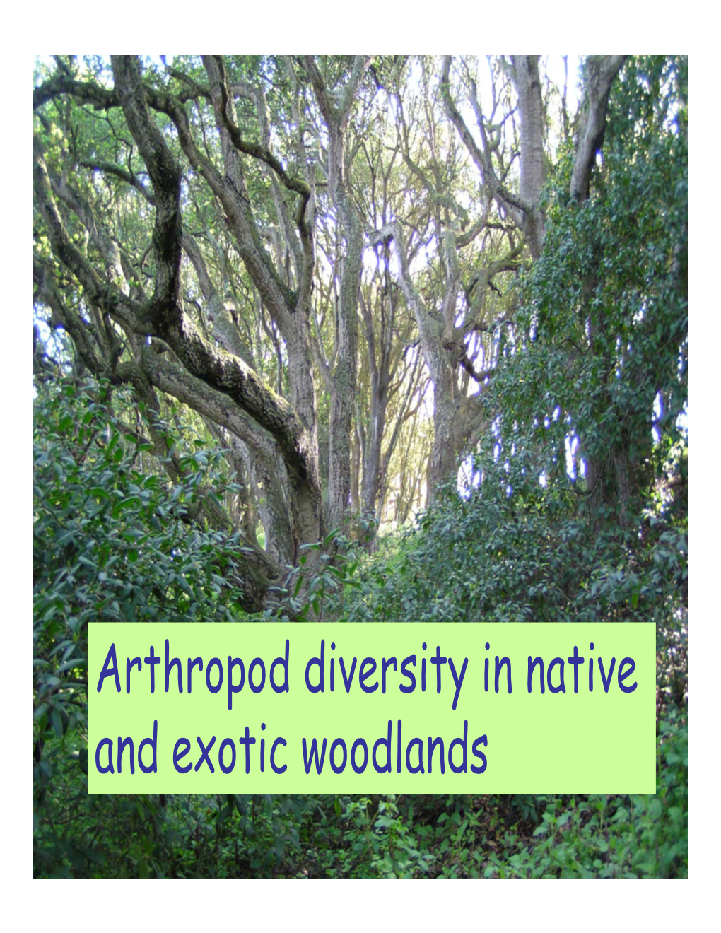 Presentation: Arthropod Diversity in Native and Exotic Woodlands