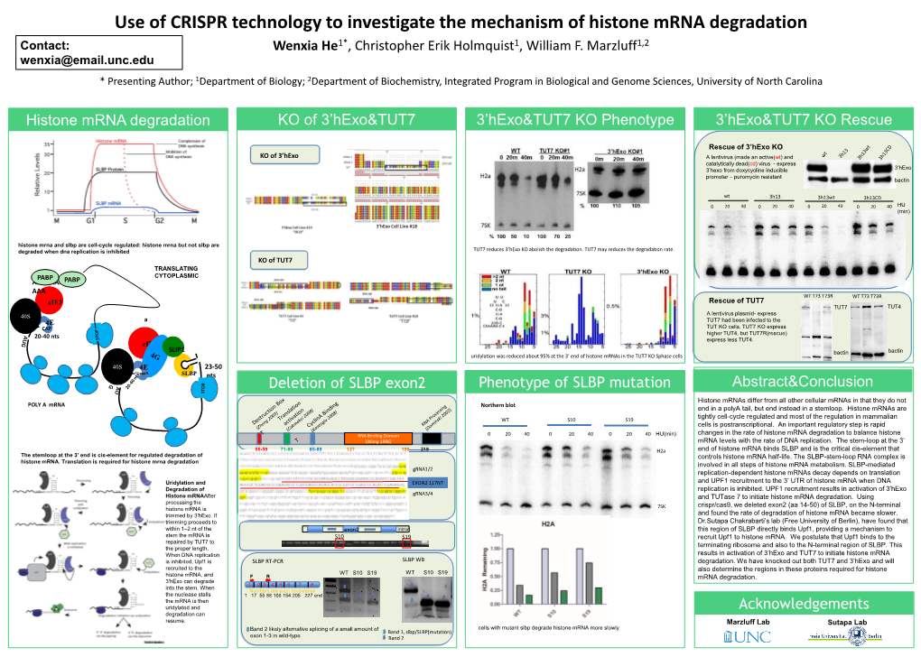 Use of CRISPR Technology to Investigate the Mechanism of Histone Mrna Degradation Contact: Wenxia He1*, Christopher Erik Holmquist1, William F