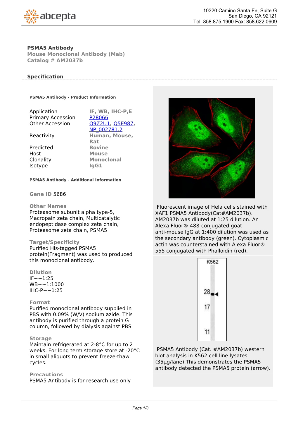 PSMA5 Antibody Mouse Monoclonal Antibody (Mab) Catalog # Am2037b