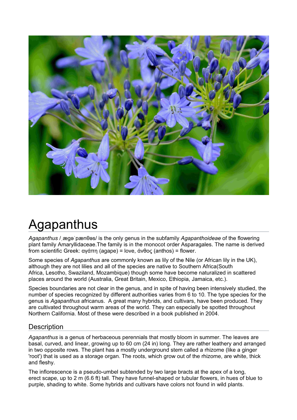 Agapanthus Africanus